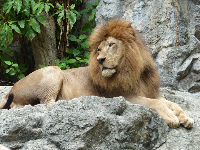 Lion Park