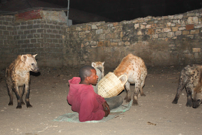 Hyena Feeding Site